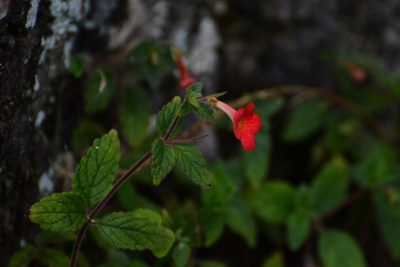 Achimenes erecta, photographed by Neptalí Ramírez Marcial