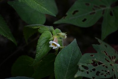 Achimenes warszewicziana, photographed by Neptalí Ramírez Marcial