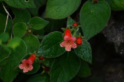 Kohleria rugata, photographed by Neptalí Ramírez Marcial
