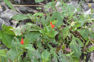 Salvia miniata, photographed by Neptalí Ramírez Marcial