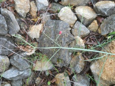 Lathyrus setifolius, photographed by Andre Hosper