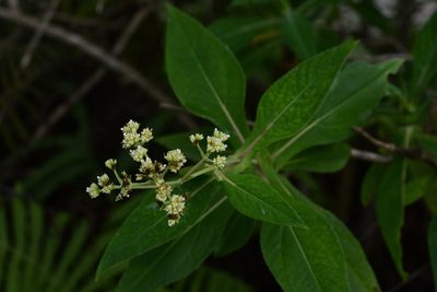Desmanthodium perfoliatum, photographed by Neptalí Ramírez Marcial