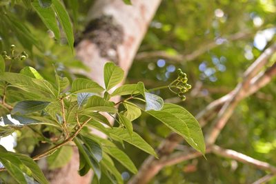 Coussarea chiapensis, photographed by Neptalí Ramírez Marcial