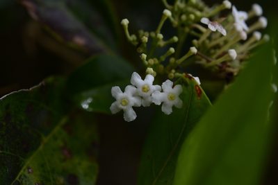 Rogiera stenosiphon, photographed by Neptalí Ramírez Marcial