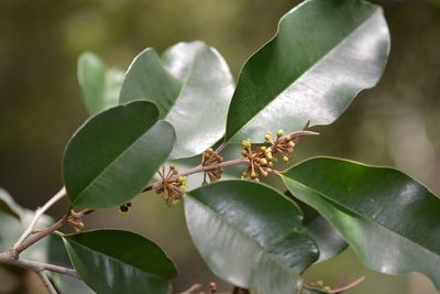 Chrysophyllum mexicanum, photographed by Neptalí Ramírez Marcial