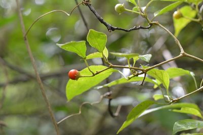 Lycianthes sideroxyloides, photographed by Neptalí Ramírez Marcial