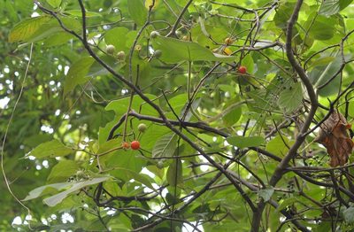 Lycianthes sideroxyloides, photographed by Neptalí Ramírez Marcial