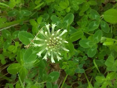 Trifolium pignantii, photographed by Andre Hosper