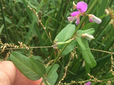Desmodium glabellum, photographed by Mark Richman
