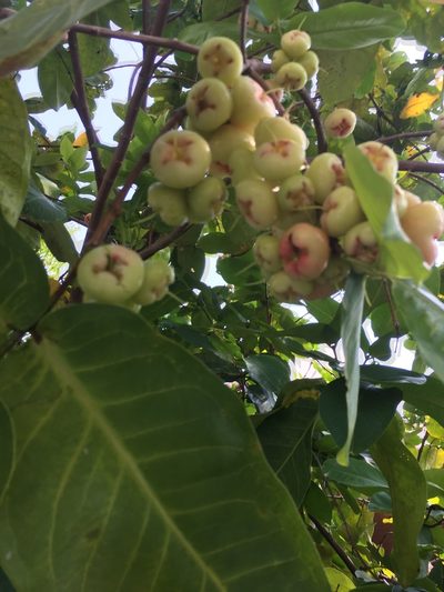Syzygium aqueum, photographed by Al Kordesch
