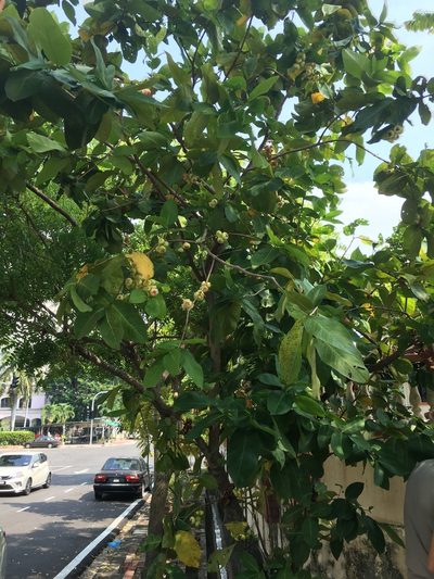 Syzygium aqueum, photographed by Al Kordesch