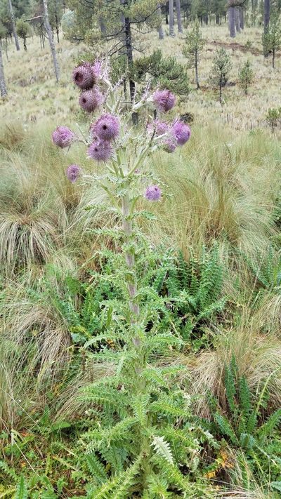 Cirsium nivale, photographed by Alan Rockefeller
