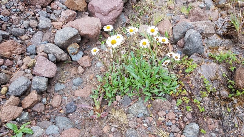Erigeron galeottii, photographed by Alan Rockefeller