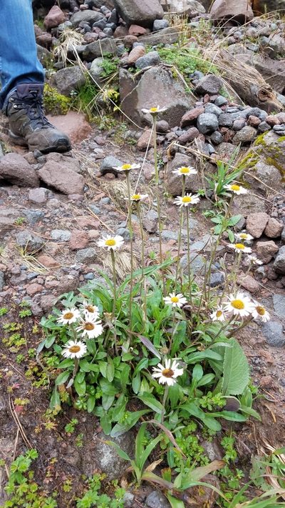 Erigeron galeottii, photographed by Alan Rockefeller