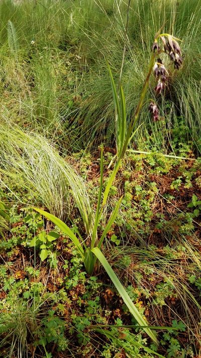 Anticlea frigida, photographed by Alan Rockefeller