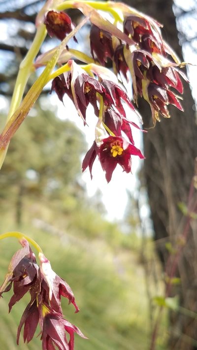 Anticlea frigida, photographed by Alan Rockefeller
