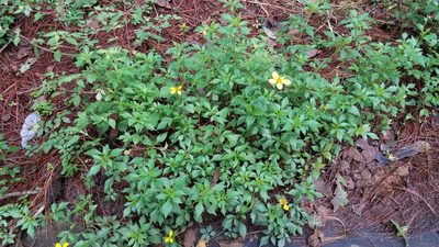 Bidens ostruthioides, photographed by Alan Rockefeller
