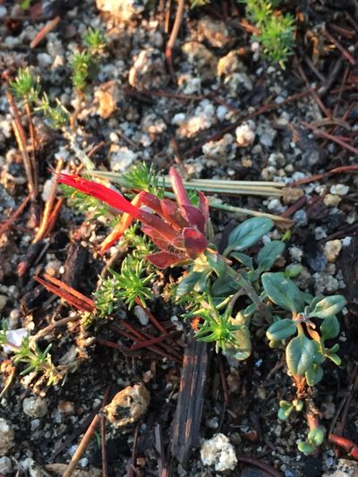 Monardella macrantha, photographed by als93
