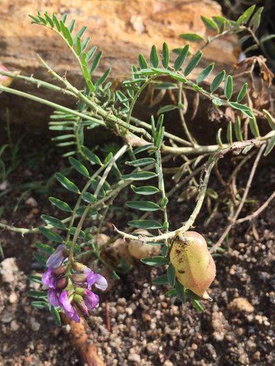 Astragalus gruinus, photographed by als93