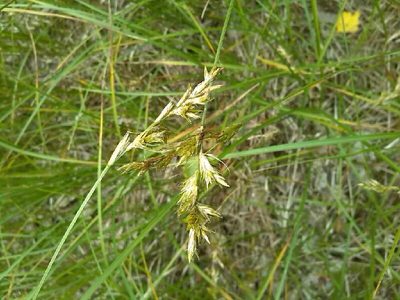 Carex pseudobrizoides, photographed by Andre Hosper