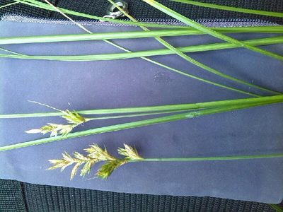 Carex pseudobrizoides, photographed by Andre Hosper