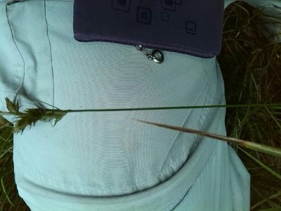 Carex pseudobrizoides, photographed by Andre Hosper