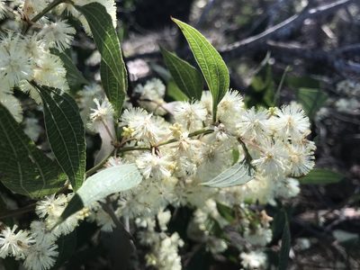 Acacia urophylla, photographed by Ann Bentley