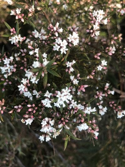 Leucopogon capitellatus, photographed by Ann Bentley