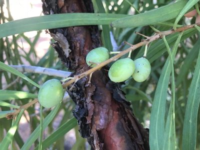 Persoonia longifolia, photographed by Ann Bentley