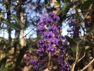 Hardenbergia comptoniana, photographed by Ann Bentley