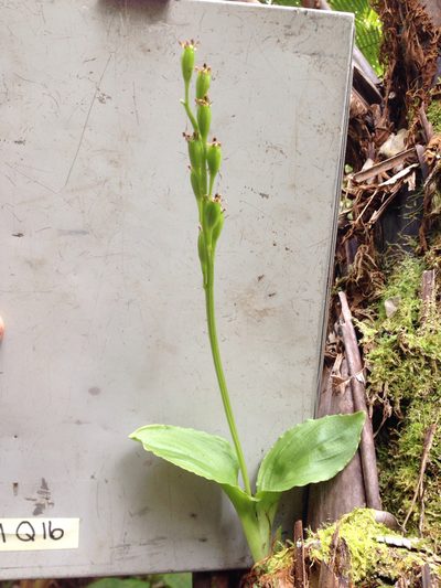 Liparis hawaiensis, photographed by Jake Gross