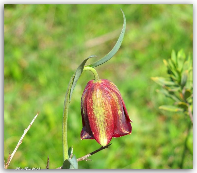 Fritillaria oranensis, photographed by Aissa Djamel Filali