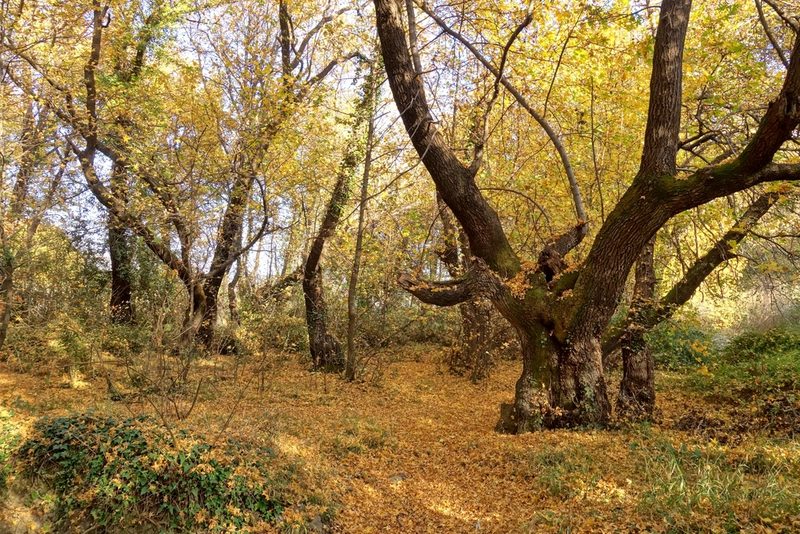 Liquidambar orientalis, photographed by Thibaud Aronson