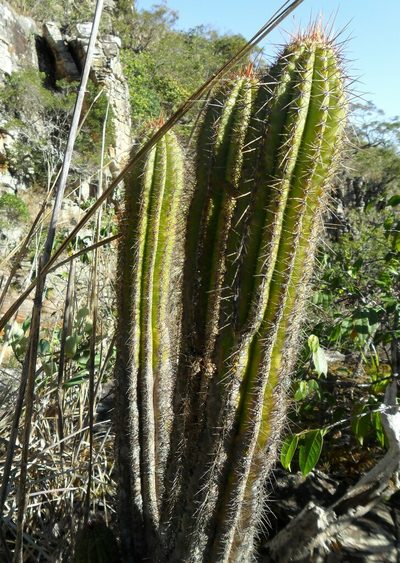 Pilosocereus machrisii, photographed by Márcia Martins