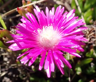 Ruschia duthieae, photographed by Nicola van Berkel