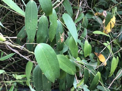 Dioscorea cirrhosa, photographed by Cheng-Tao Lin