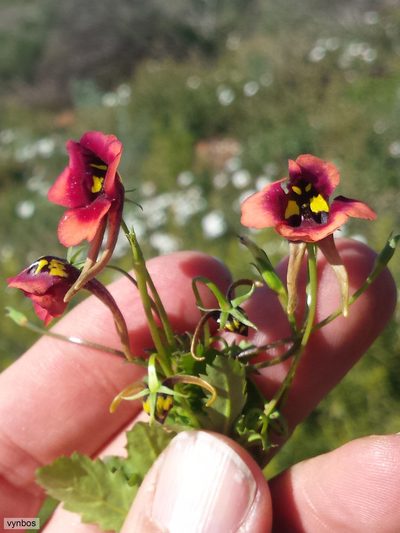Diascia longicornis, photographed by Chris Vynbos