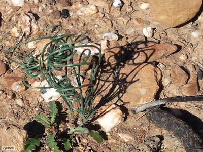 Gethyllis verticillata, photographed by Chris Vynbos
