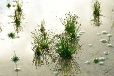 Eriocaulon cinereum, photographed by 楊富鈞