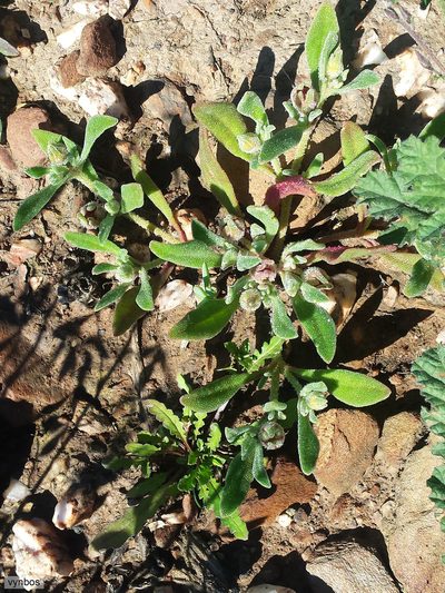 Cleretum papulosum, photographed by Chris Vynbos