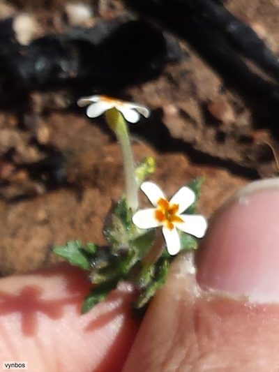 Lyperia antirrhinoides, photographed by Chris Vynbos