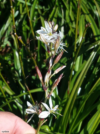 Chlorophytum triflorum, photographed by Chris Vynbos