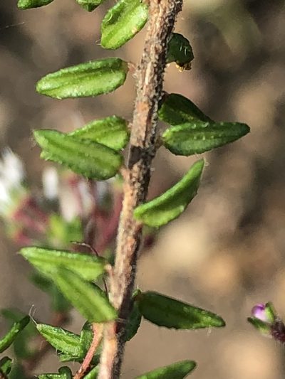 Agathosma riversdalensis, photographed by Dave U