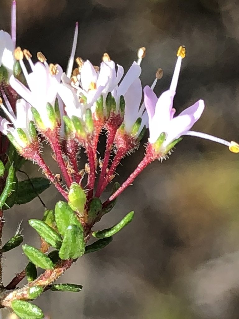 Agathosma riversdalensis, photographed by Dave U