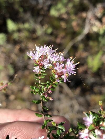 Agathosma riversdalensis, photographed by Dave U