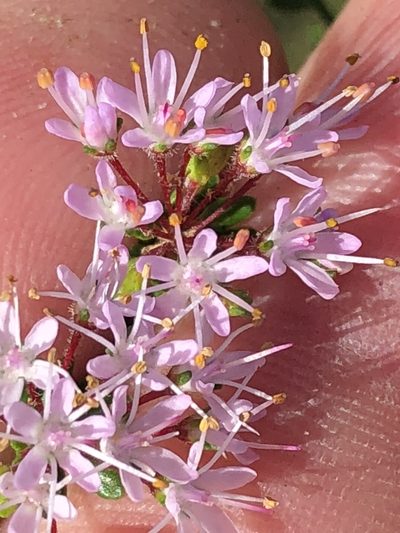 Agathosma riversdalensis, photographed by Dave U