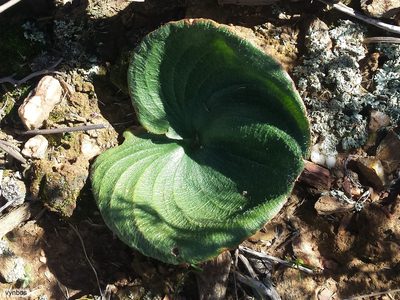 Eriospermum capense, photographed by Chris Vynbos