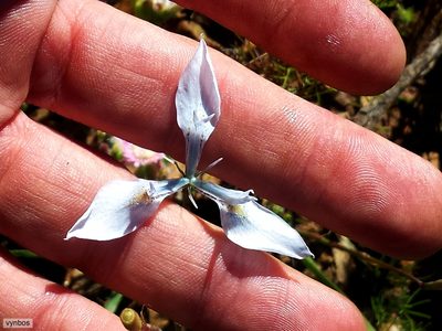 Moraea mutila, photographed by Chris Vynbos