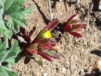 Cleretum papulosum, photographed by Chris Vynbos