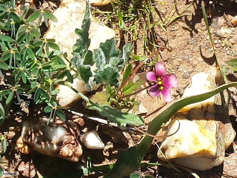 Diascia capensis, photographed by Chris Vynbos
